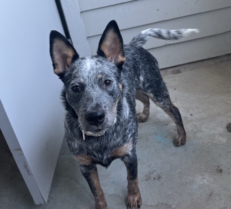 Lancashire Heeler – Free Blue Heeler – Oklahoma City