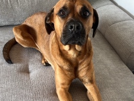 Boxer – boxermischling – Bad Pyrmont