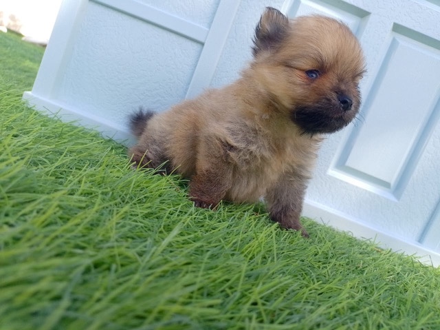 Lapponian Herder - tea cup Pomeranian  available for adoption in Dubai