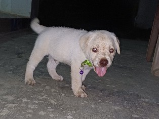 Labrador Retriever – labrador dog