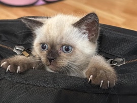 British Shorthair - Britisch Kurzhaar Bluepoint Kitten – abgabebereit available for adoption in Krefeld