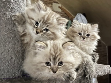 Imported Pure Bred Himalayan kittens