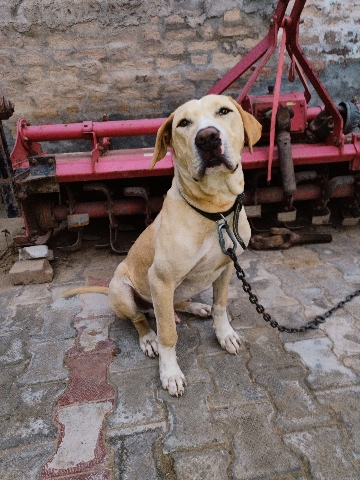 dogs sellt