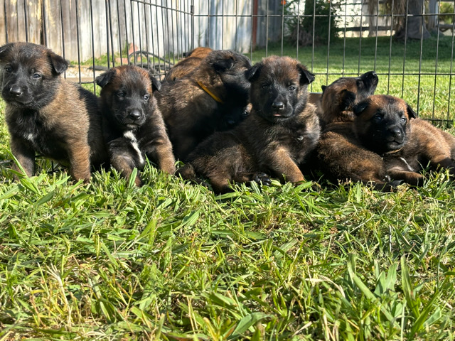 Belgian Shepherd Dog (Malinois) – Belgian Malinois Puppies