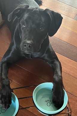 Labrador Retriever – 9mo old lab