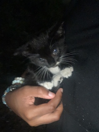 American Curl – Need a home asap
