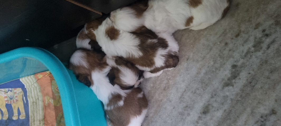 Shih Tzu – Shih tzu puppies for sale both male and female