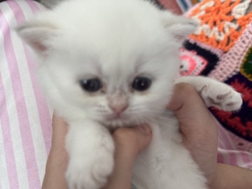 British Shorthair – SOLD Golden British shorthair Ny*** – Abu Dhabi