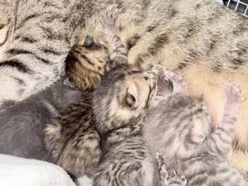 Bengal - Bengal available for adoption in Toronto