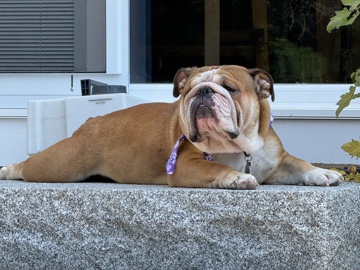 Female English Bulldog 