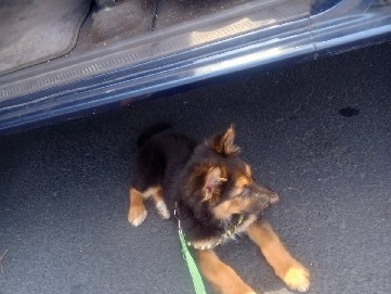 German Shepherd – german shepard – San Clemente