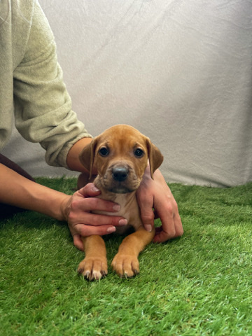 American Bulldog – XL Bully pups