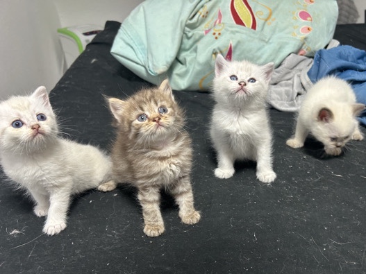 British Longhair – Baby Mischlings Unter 6 Monate alt – Saarbrücken
