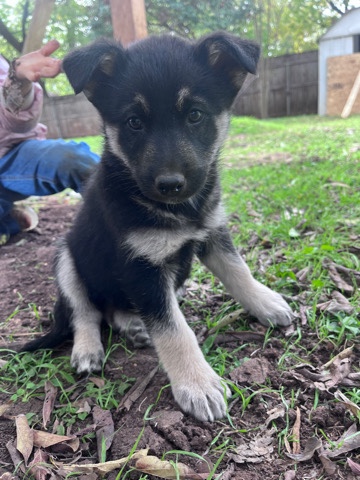 German Shepherd – Shepskys- German Shepherd and Husky puppies