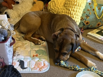 Rottweiler – FREE rottie mix female! – West Wickham