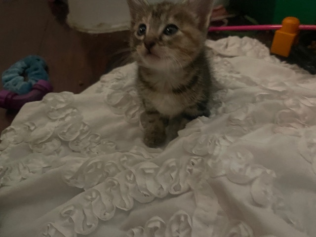 kittens & cats !!
