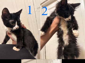 Friendly 4-Month-Old Kitten for Sale in Reading – Reading