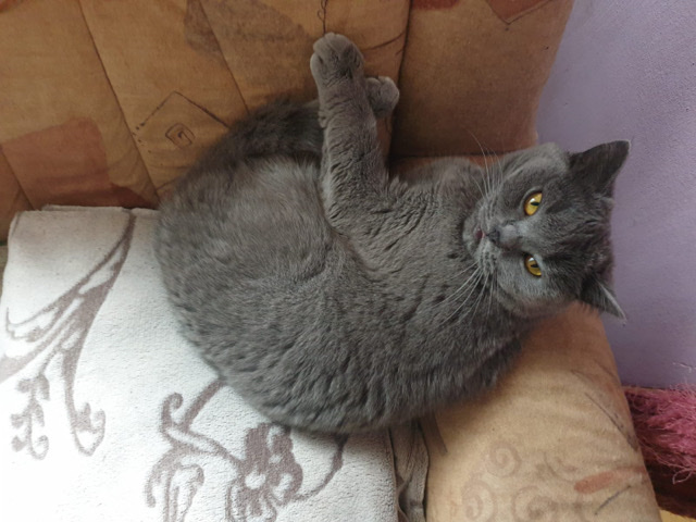 British Shorthair – I want to sell my Scotish Fold Mix Kitten 6 month