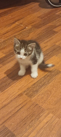 Brazilian Shorthair – 2 Black and white 2 Grey and white Kittens