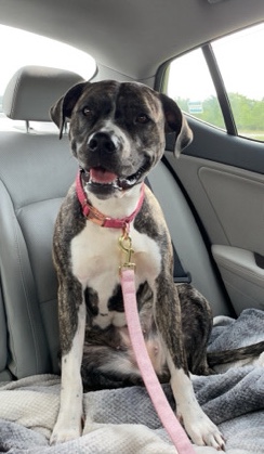 Luna Needs a Needs a New Home
