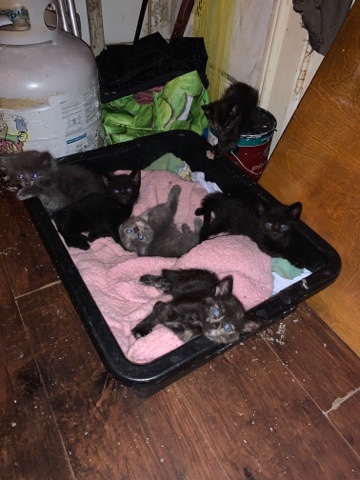free kittens 