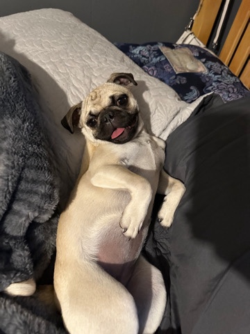Pug – pugs
