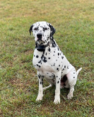 Dalmatian – Dalmatian! 5 years old needs new home