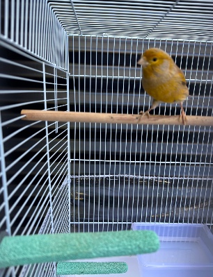 Cute Male canary 