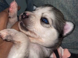 Siberian Husky – Husky baby 1 month old – Kanpur