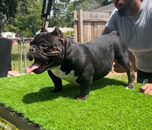 Toy Bulldog – Micro exotic bully stud credits & puppies for sale