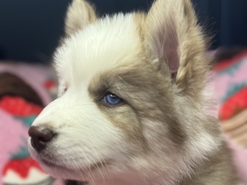 Siberian Husky – Siberian Husky Puppy For Sale – Charlotte