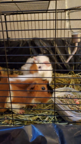 selling Guinea pigs
