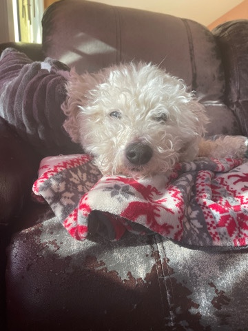 Coco - Bichon
