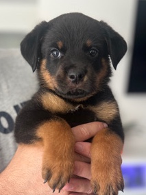 Rottweiler – 6week old Rottweiler puppies