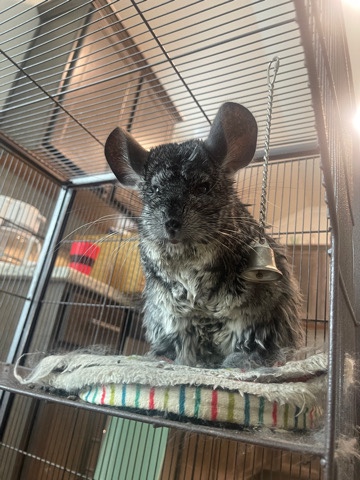 chinchillas
