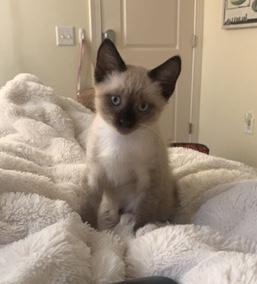 Siamese – Siamese bobtail