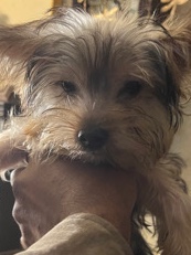 Yorkshire Terrier – Yorkie Mix Puppies