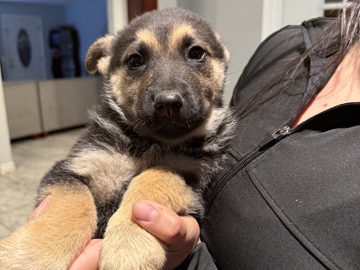 German Shepherd – German Shepherd /Husky