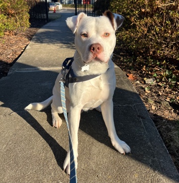 American Pit Bull Terrier – Meet Fazo!