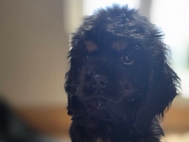  gorgeous, cocker spaniels black and tan