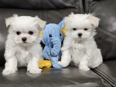 Maltese – CuteDyson 🐾 – 12 weeks old – Milwaukee