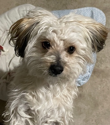 Maltese – Small dog for sale- Shaggy