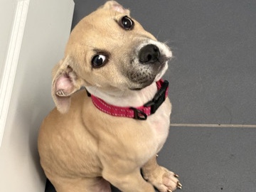 American Pit Bull Terrier – Pit Puppy – Washington