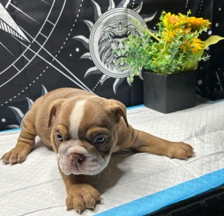 Bulldog – Adorable English Bulldog Puppies