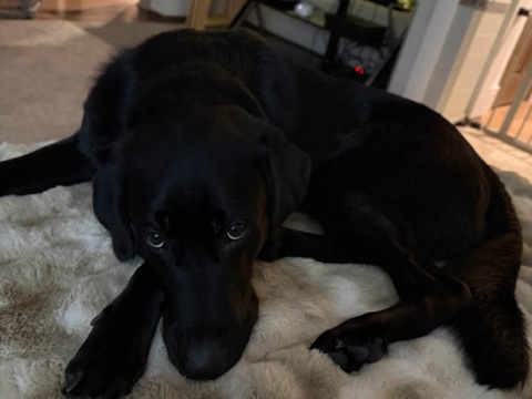 Golden Retriever – jack needs a new home – New Berlin