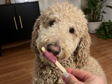 Goldendoodle – Sweet 2-Year-Old Golden Doodle Looking for a Loving Home – Newark