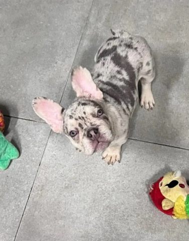 French Bulldog โ French bulldog