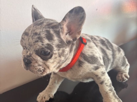 venta de Burdog Francés 