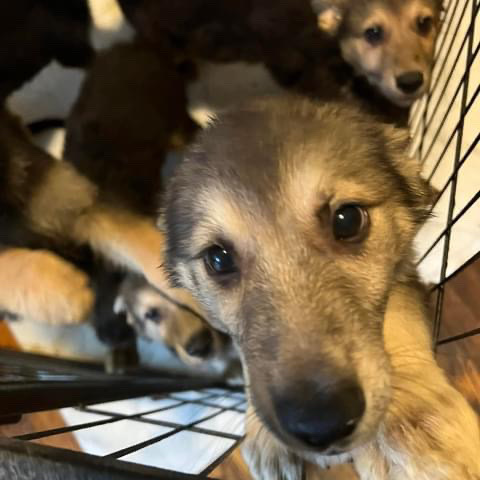 German Shepherd – Male German Shepherd Puppies