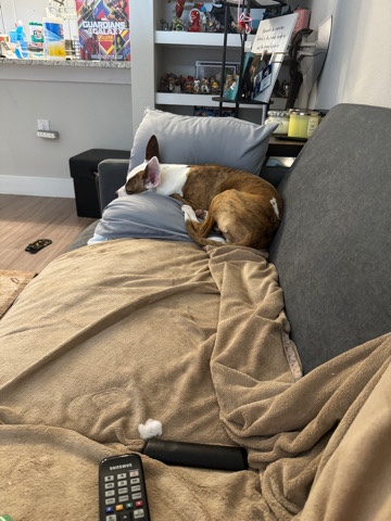 American Pit Bull Terrier – rehome